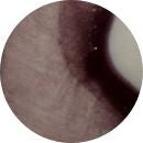 Elderberry VC449G
