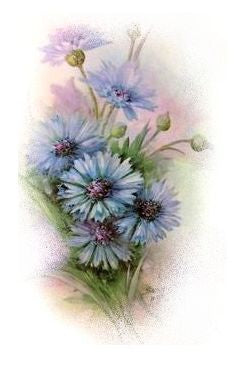 Blue Stokesia VD003