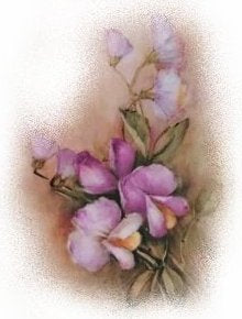 Purple Sweet Pea VD029