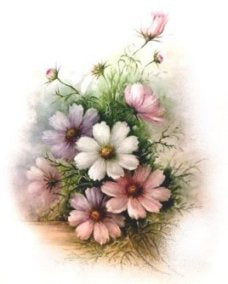 Coriopsis VD011