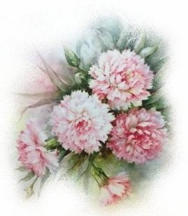 Pink Carnations VD028