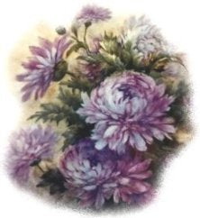 Purple Mum VD030