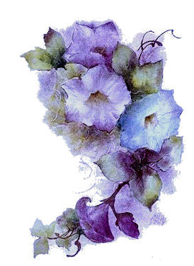 Purple Morning Glory VD009